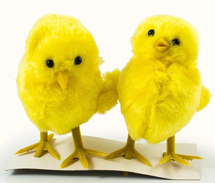 цыплята любительские. цыплята браун. каких цыплят покупать. цыплята бройлеры редбро цветные. суточные цыплята бройлеры.