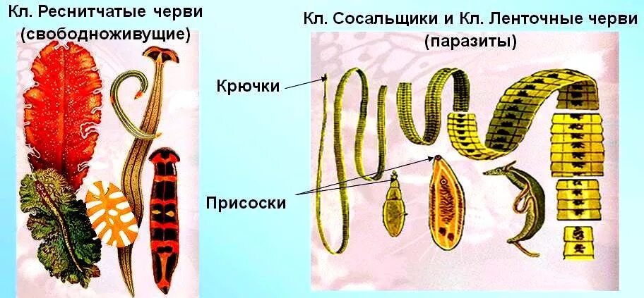 Ленточные черви свободноживущие. Плоские черви паразиты строение. Плоские ленточные кольчатые черви. Свободноживущие плоские черви. Класс ресничные сосальщики ленточные