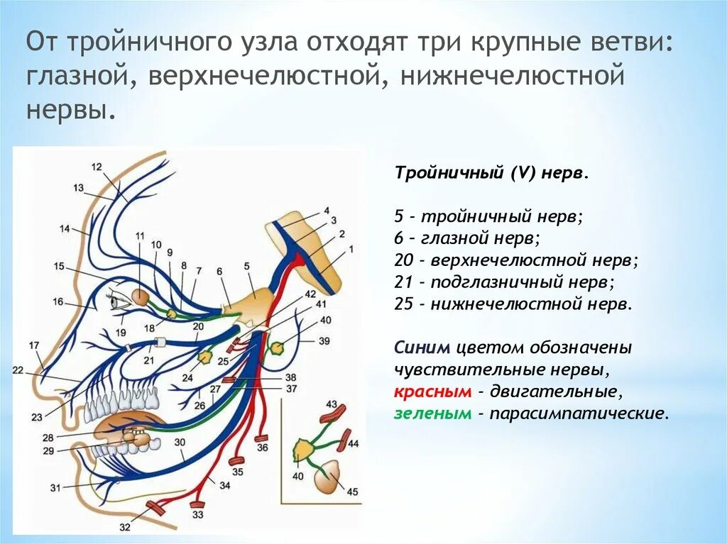 Иннервация тройничного нерва схема. Глазной нерв тройничного нерва иннервация. Функциональная анатомия тройничного нерва.. Тройничный узел тройничного нерва. Лицевой нерв челюсти