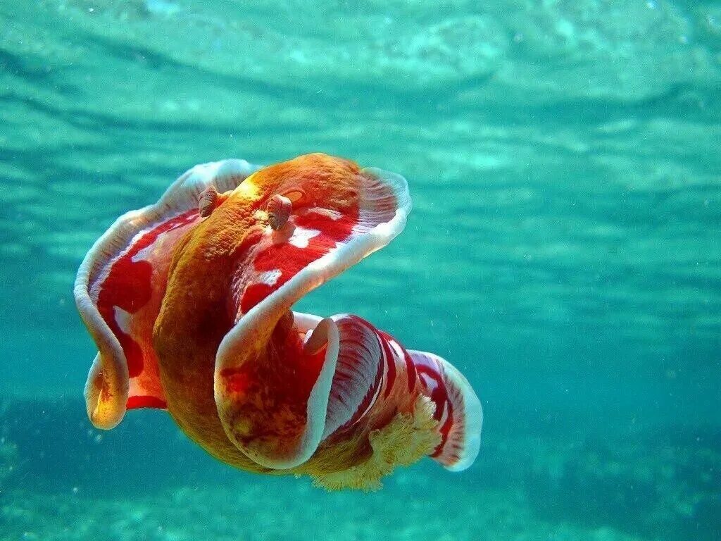 Красный морской обитатель. Голожаберный моллюск испанский танцор. Испанский танцор (Hexabranchus sanguineus). Испанская танцовщица моллюск. Испанский танцор красное море.
