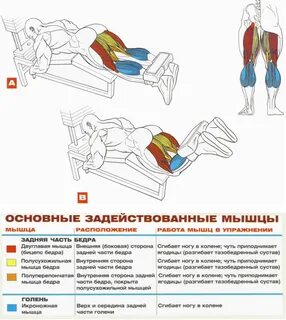 Назовите упражнения для развития мышц ног