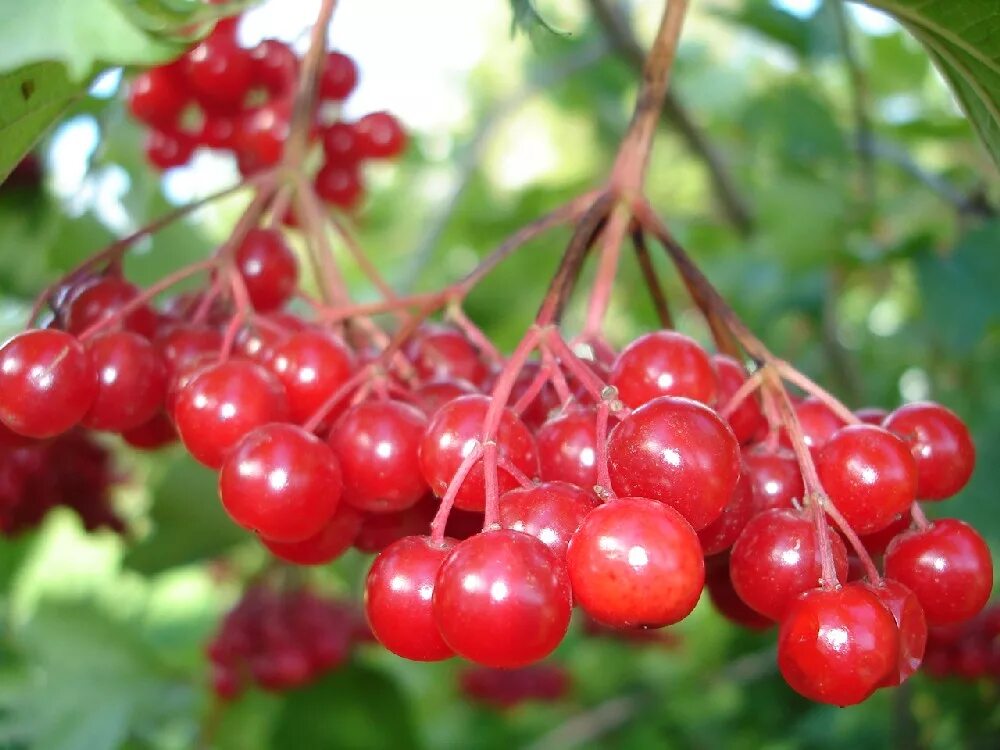 Калина ягода полезные. Калина обыкновенная красная гроздь. Калина (viburnum). Целебная калина. Калина обыкновенная красная гроздь.