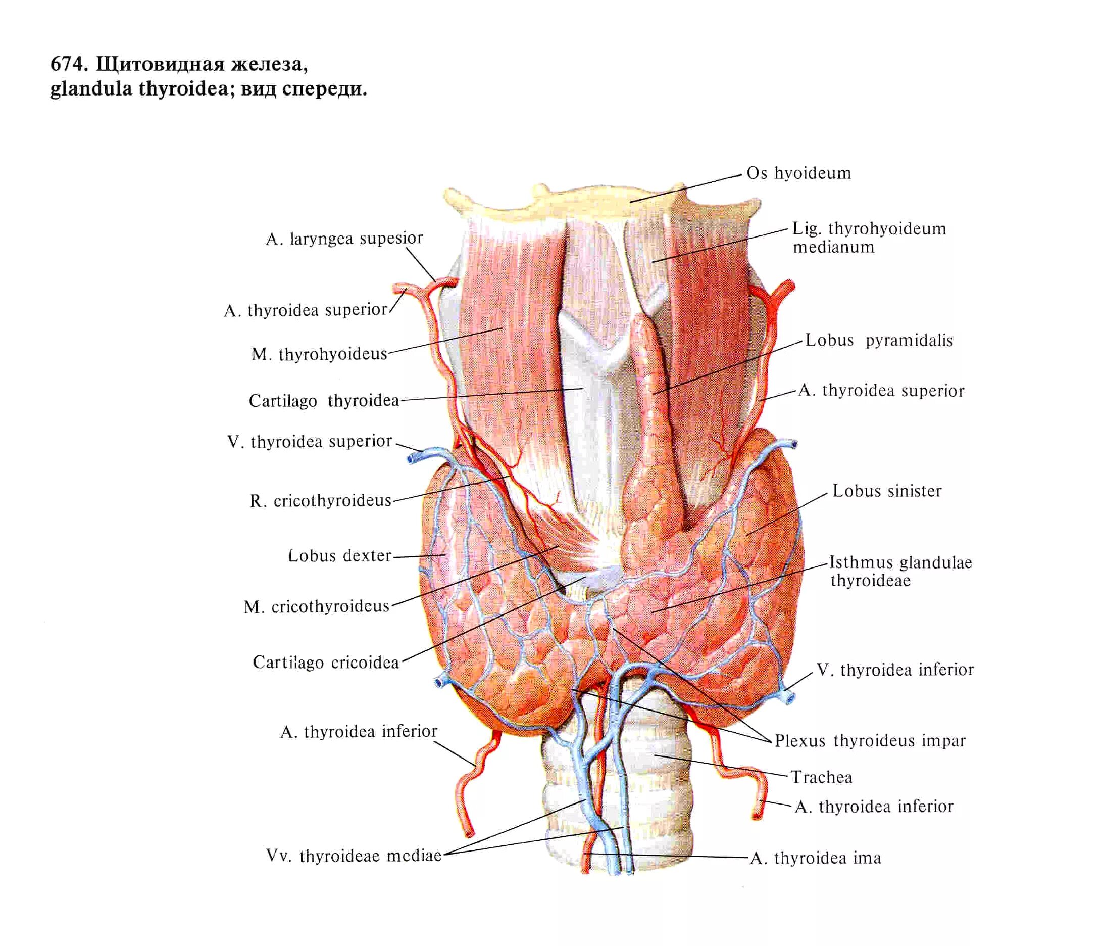 Верхняя артерия щитовидной железы анатомия. Кровоснабжение и иннервация щитовидной железы схема. Анатомия щитовидной железы Синельников. Артерии щитовидной железы