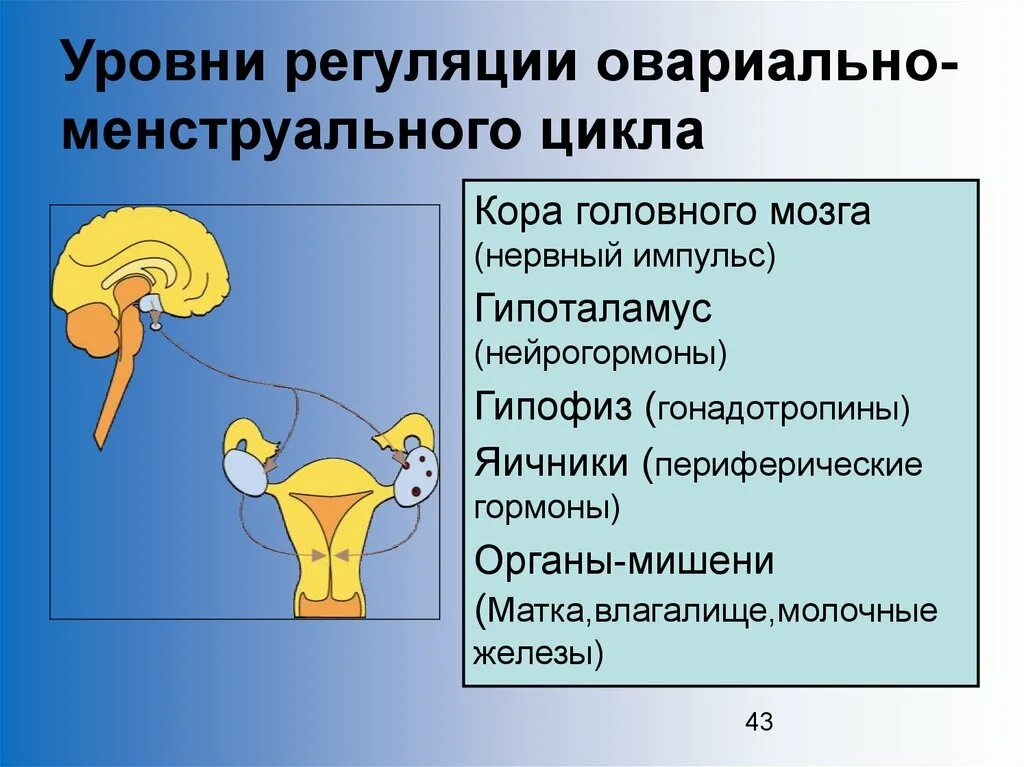 Что составляет репродуктивной системы человека. Гипофиз регуляции менструационного цикла. Регуляция менструального цикла органы мишени. Регуляция менструационного цикла гипоталамус. Уровни регуляции женской репродуктивной системы.