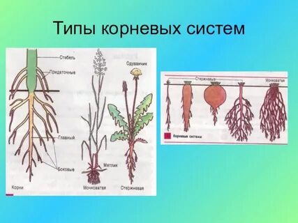 Виды корневых систем биология