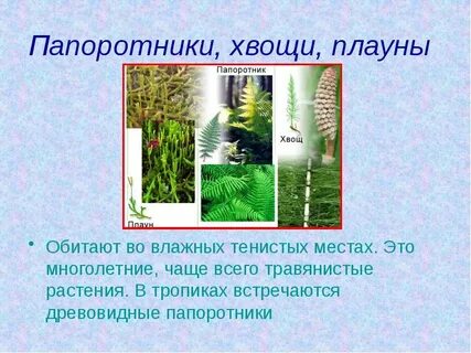 Папоротники хвощи плауны презентация 6 класс