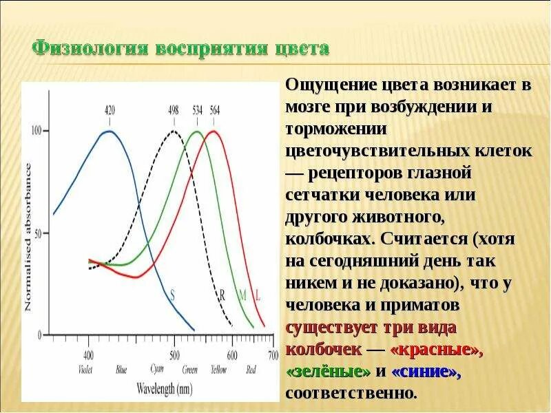 Физиологическое восприятие цвета. Физиология восприятия. Физиология восприятия цвета человеком. Механизм восприятия цвета.