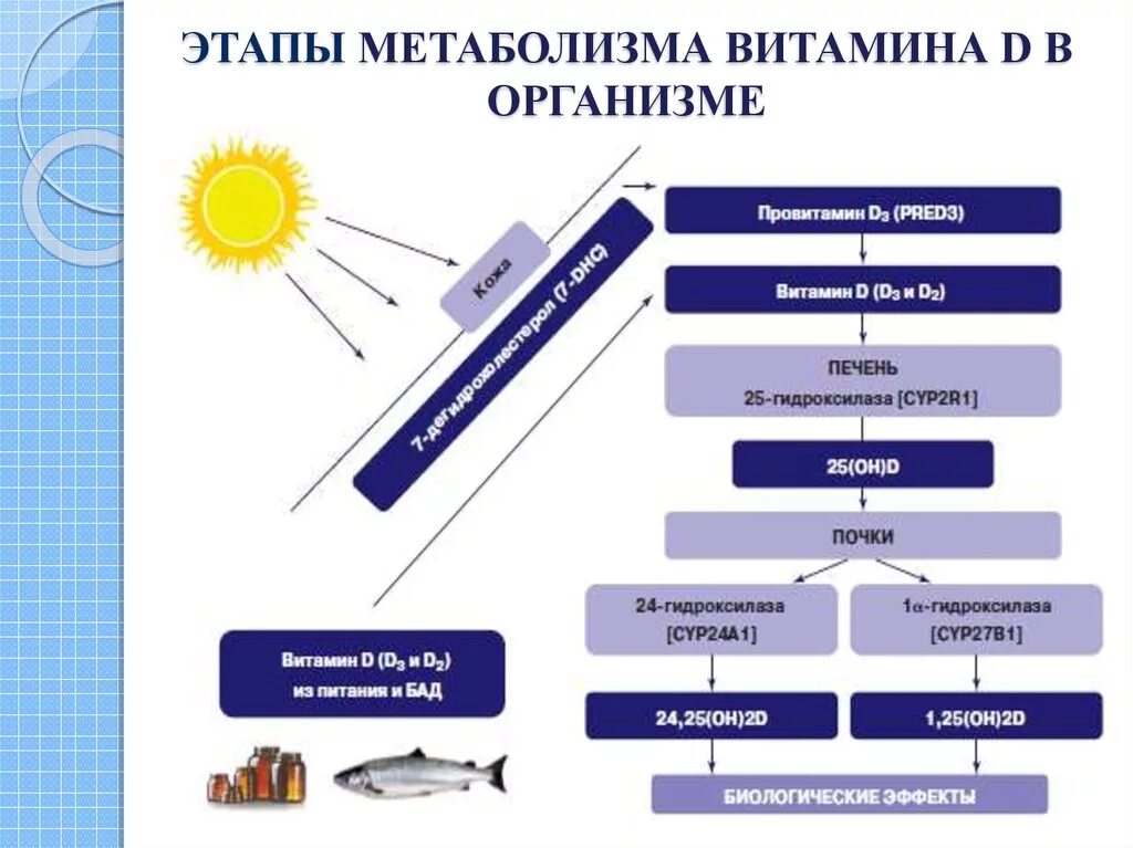 Метаболизм витамина д и кальция. Механизм действия витамина д. Метаболизм витамина д3. Витамин д синтезируется в организме. Путь витамина д.