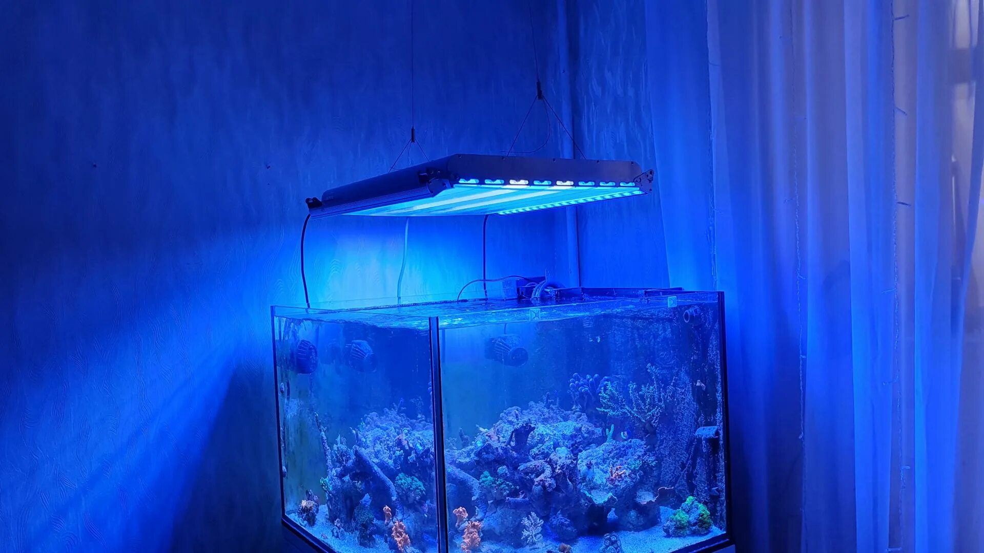 Aquarium перевод. Морской аквариум на просвет. Морской аквариум обратка. Перевести аквариум на осмос. Рифцентрал.