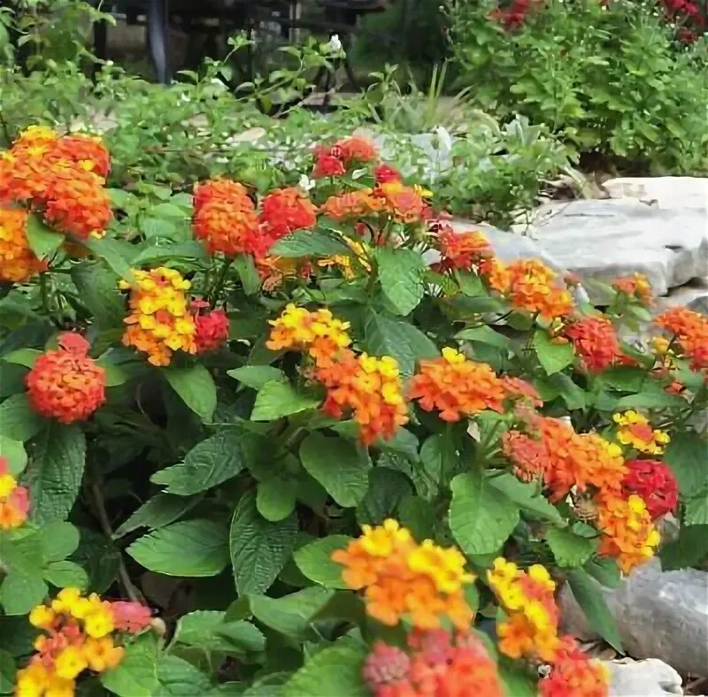 Seasonal Plants Creation Museum