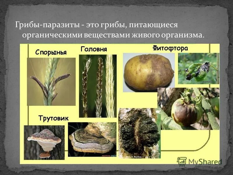 грибы питаются органическими веществами поэтому они. грибы питаются органическими веществами поэтому они. грибы занимают промежуточное положение между. грибы питаются готовыми с готовыми веществами. грибы питаются органическими веществами поэтому они.