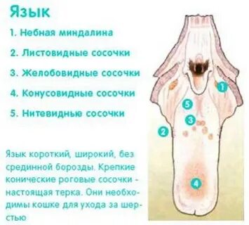 Куда язык