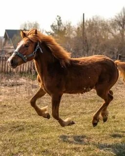 Ближайшая лошадь