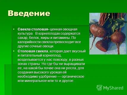Свекла описание растения
