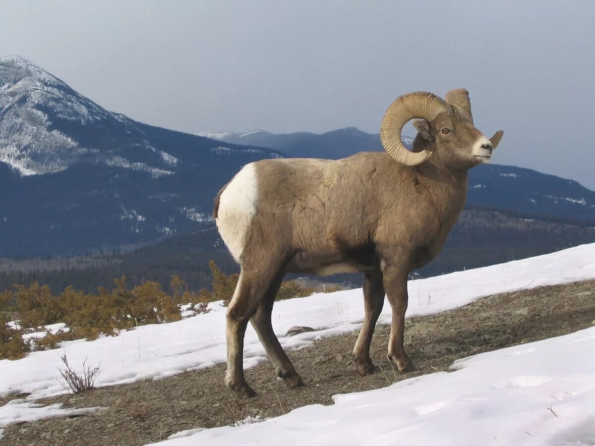 Горный баран муфлон. Архар монгун тайга. Архары. Алтайский горный баран аргали. Горный баран архар аргали.