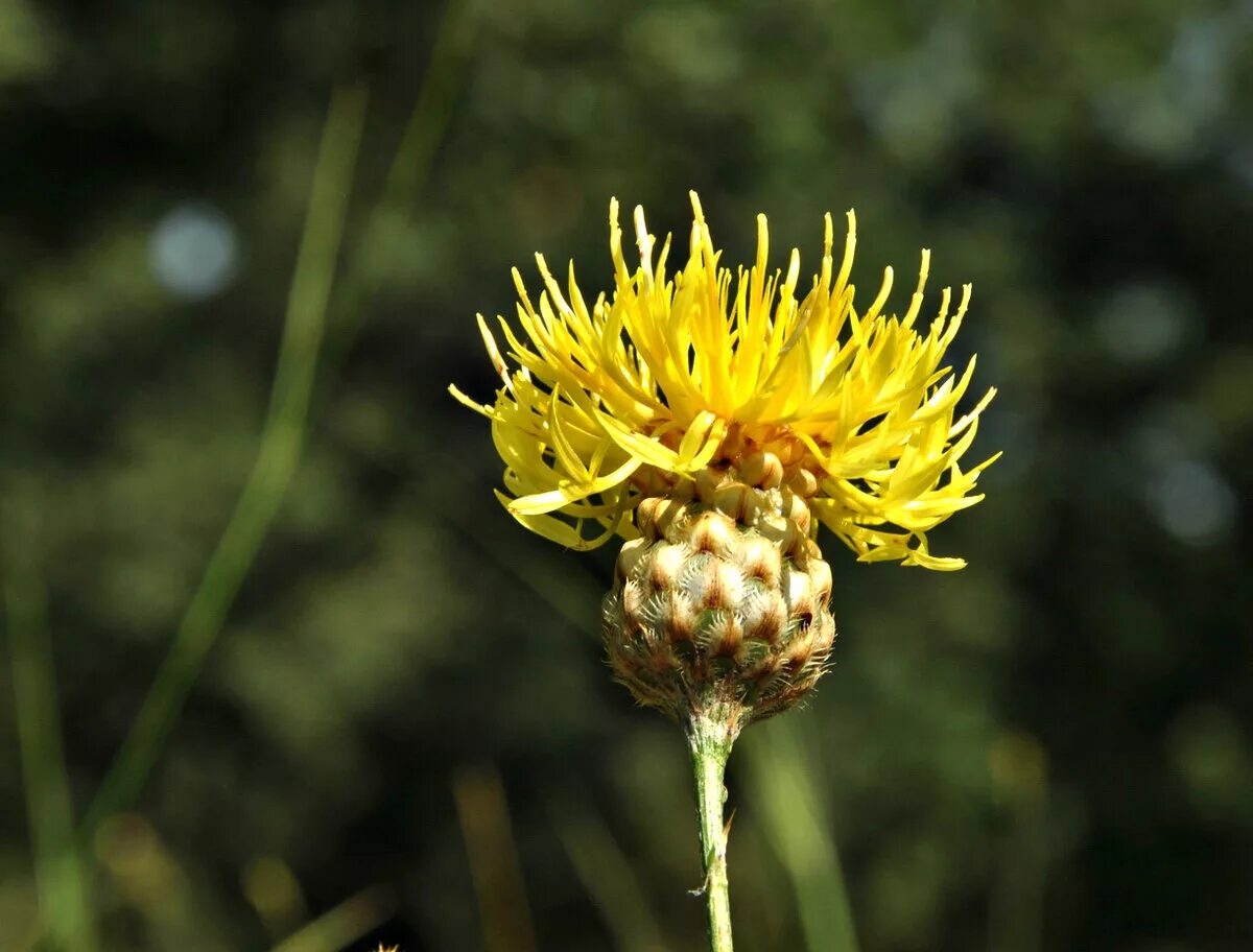 Василек Талиева - Centaurea taliewii. Василёк Талиева (Centaurea taliewii Kleop.). Желтый Василек Талиева. Василек желтый крупноголовый.