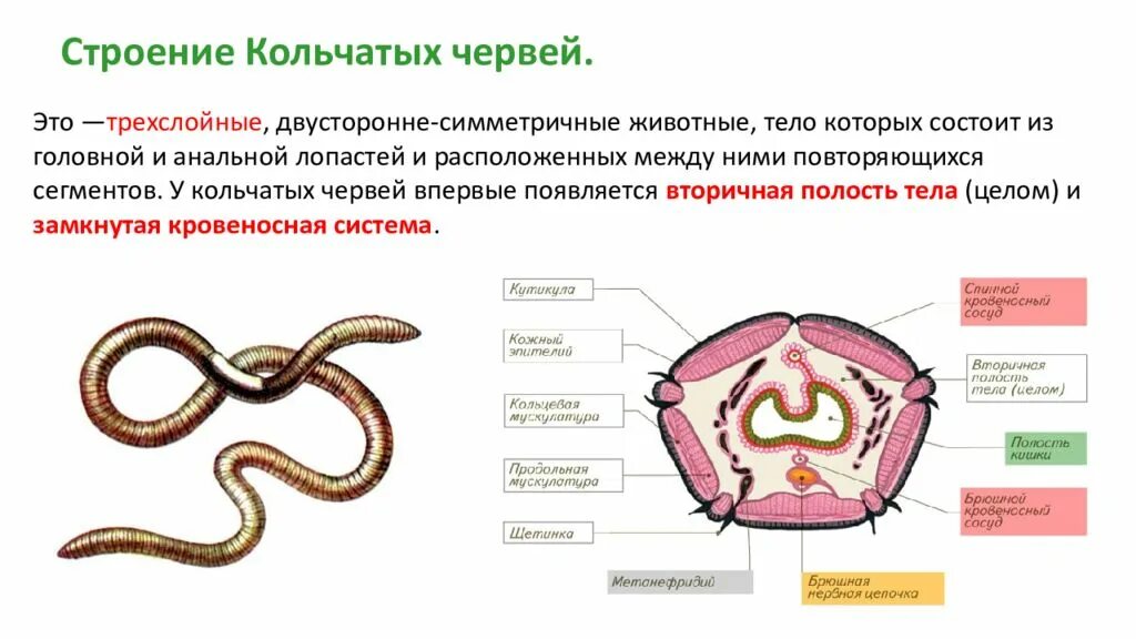 Сегментированные черви. Строение типа кольчатых червей. Кольчатые черви общее строение. Строение кольчатых червей ЕГЭ. Кольчатые черви тело сегментировано.