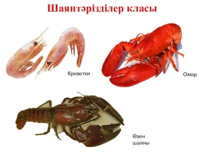 Үлкен әтеш пен сиськи видео