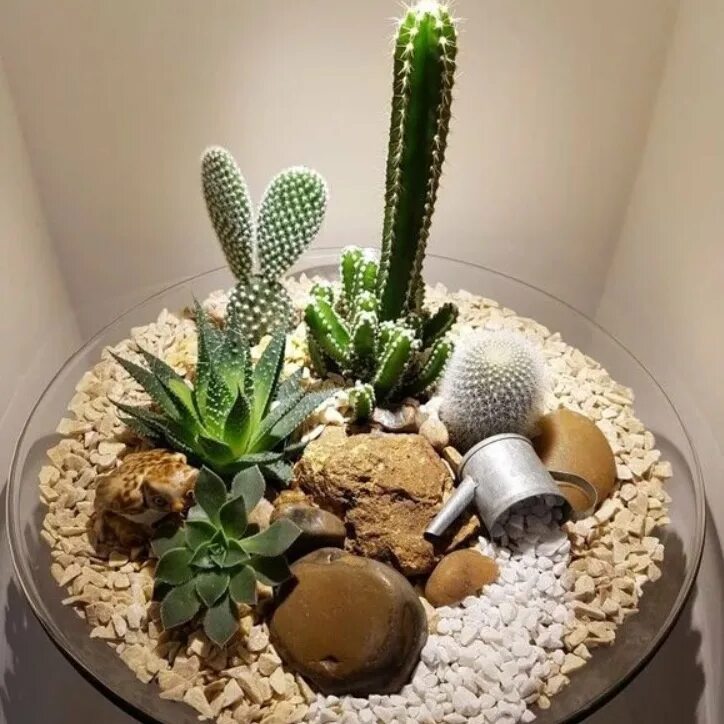Мини сад в горшке кактусы и суккуленты. Композиция из кактусов и суккулентов. Флорариум с хавортиями. Фитофлорариум суккуленты. Суккуленты экибана.