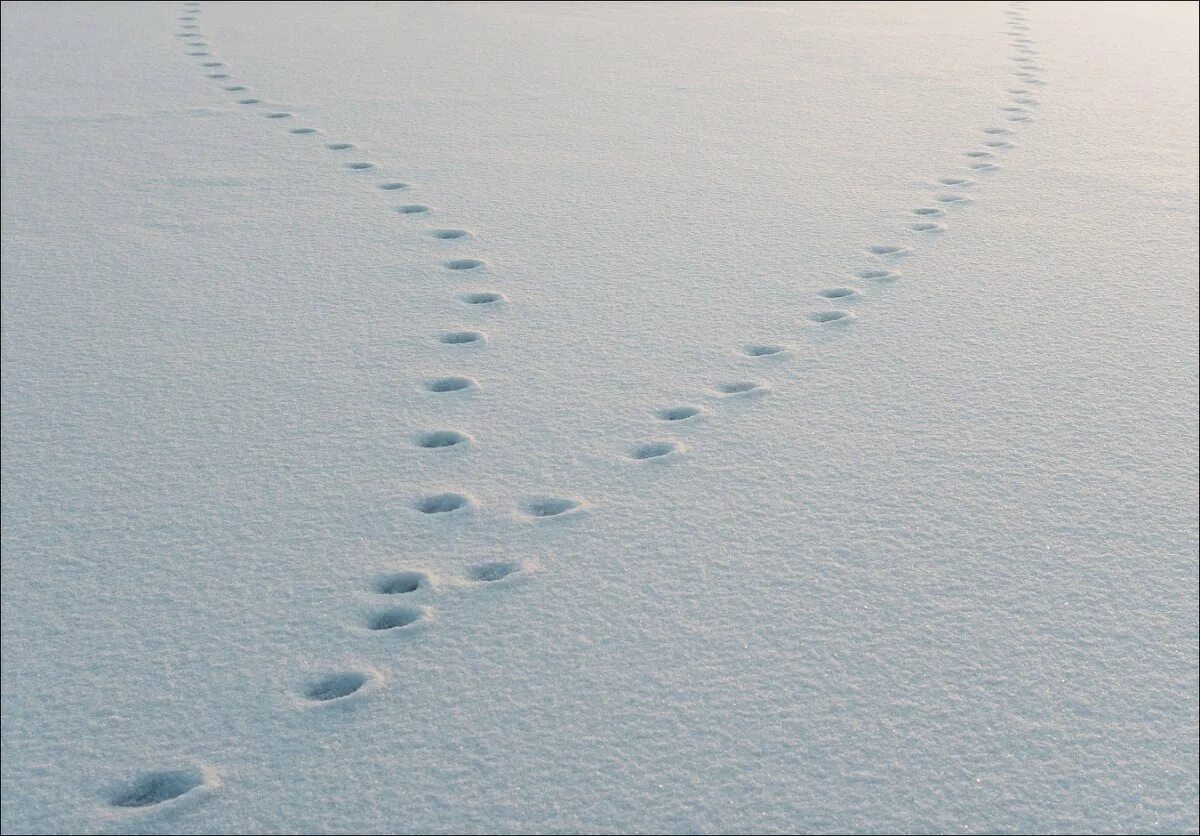 Видны заячьи следы. Следы на снегу. Звериные следы на снегу. Следы лисы на снегу.