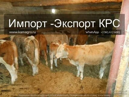 За сколько продают коров