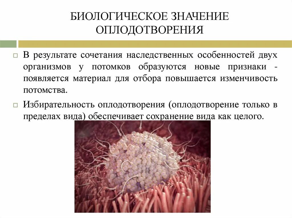 В чем заключается биологическое значение оплодотворения. Значение оплодотворения. биологические закономерности оплодотворения. биологическая роль оплодотворения. биологический смысл оплодотворения.