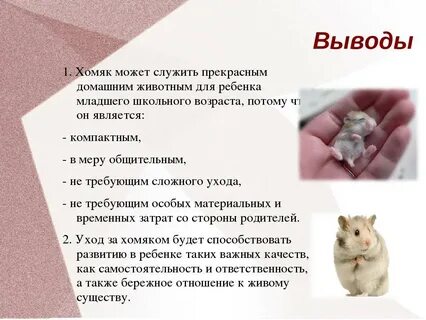 Описание джунгарского хомяка