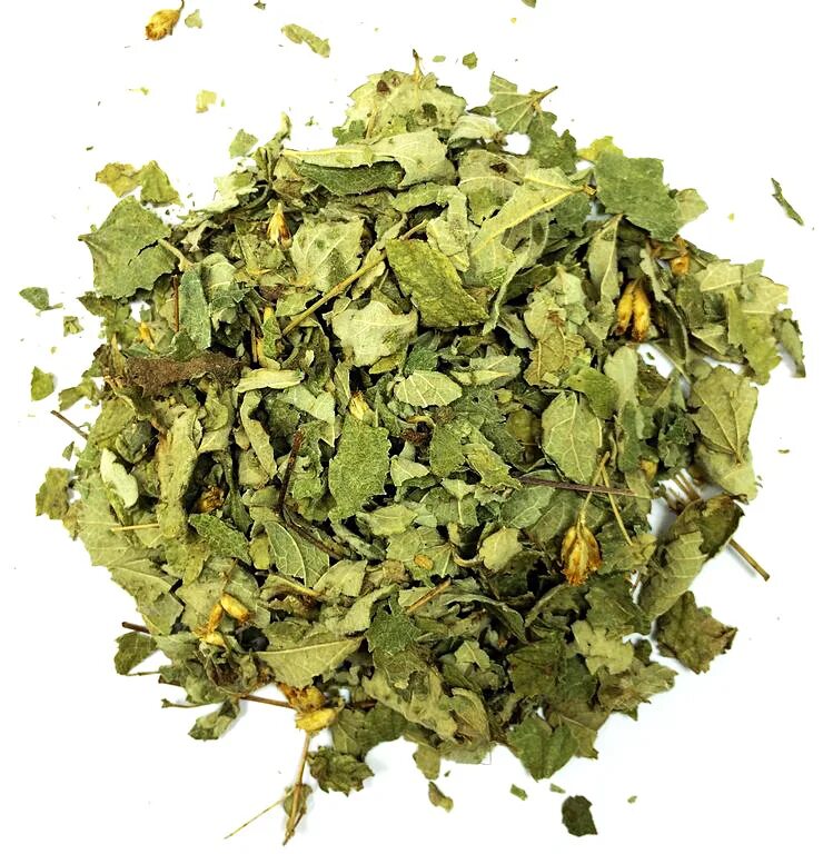 Calēa zacatēchichi. Калея закатечичи растение. Калея закатечичи. Калея закатечичи растение. Калея закатечичи листья бога.