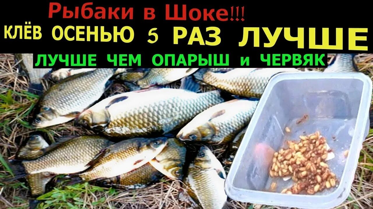 На что ловить карпа по холодной воде Ловля карпа весной по холодной воде Как поймать карпа весной Как ловить карпа и