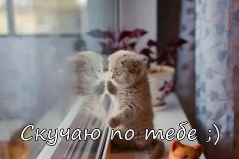 Жду скучаю милый