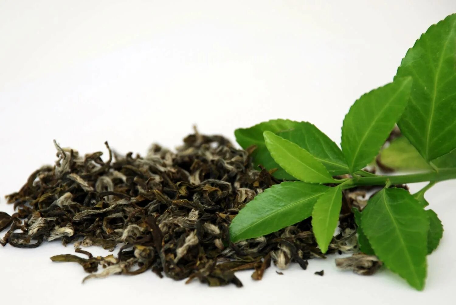 Заварка из листьев. Улун с жасмином. зеленый чай заварка. camellia sinensis листья. camellia sinensis leaf extract.