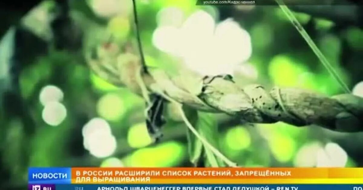 Какие цветы в запрете. Запрещенные растения. Запрещённые растения в России. Растения запрещенные к выращиванию. Растения запрещённые к выращиванию в РФ.