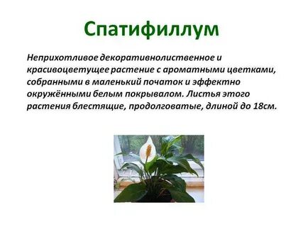 Спатифиллум свойства