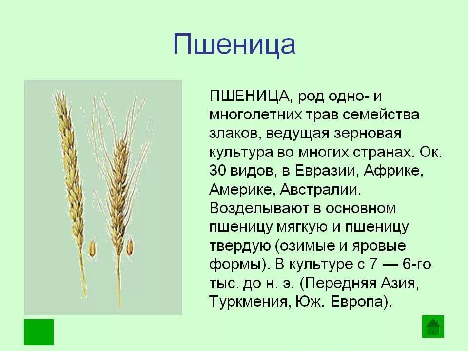 Ржи краткое содержание. Пшеница краткое описание. Пшеница описание растения. Сообщение о пшенице. Пшеница доклад.