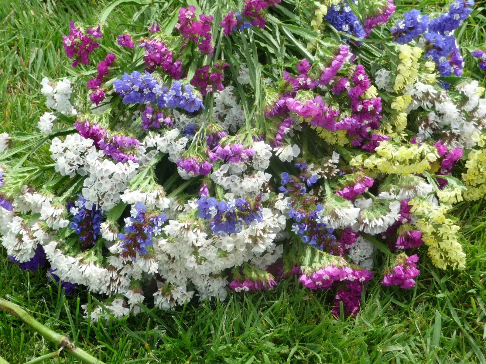 Статица суприм голубая. Цветы статице кермек. Кермек статица. Статица цветы на клумбе. Статица на клумбе.