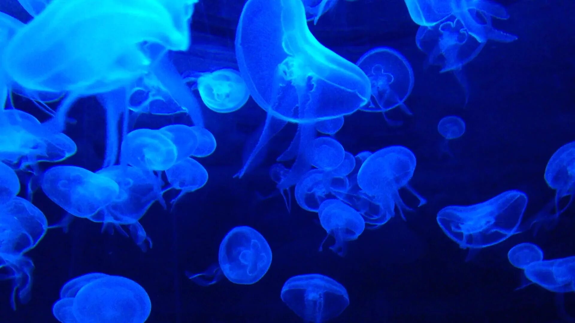 Аквариум с медузами. Биолюминесценция бактерий формула. Мода медузы. Танец медуз в ДОУ.