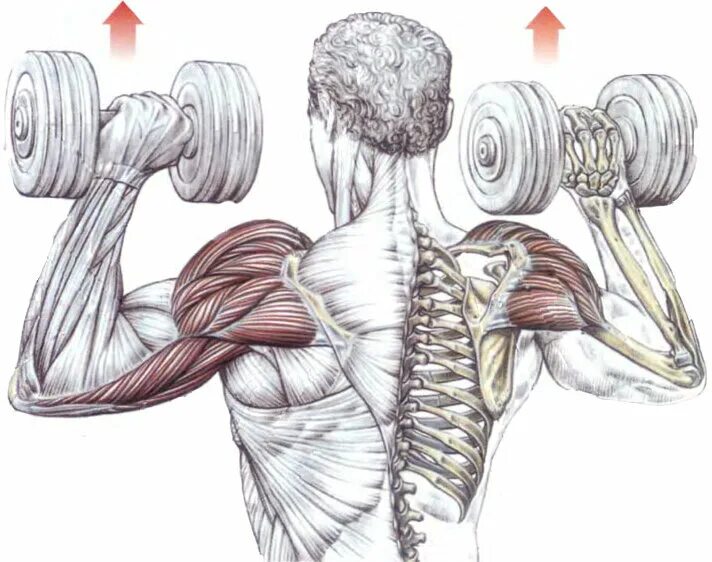 Гантели плечи дельты. Упражнения на дельтовидные мышцы с гантелями. Дельтовидная мышца плеча упражнения с гантелями. Тренировка дельтовидных мышц гантелями. Жим гантелей на дельтовидной мышцы.