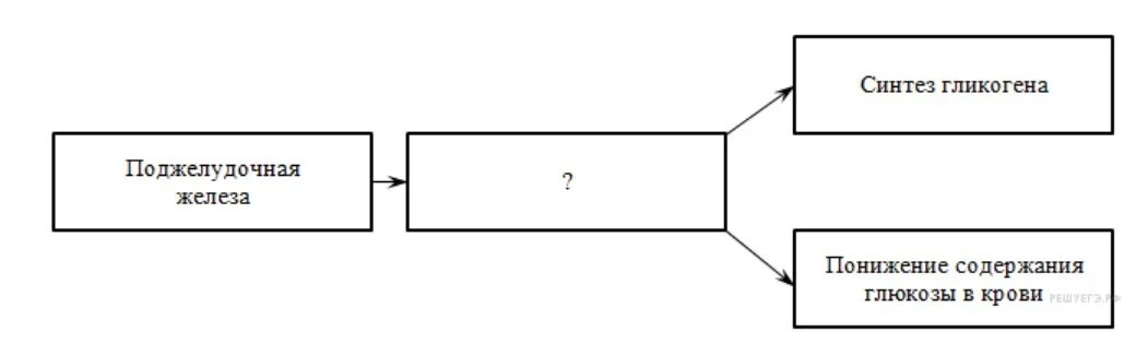 Поджелудочная железа синтез гликогена. Поджелудочная железа схема Синтез гликогена. Поджелудочная железа Синтез гликогена понижение содержания. Поджелудочная железа Синтез гликогена понижение содержания Глюкозы. Поджелудочная железа схема ЕГЭ.