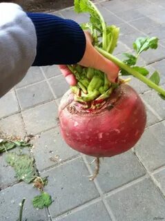 Большая редиска