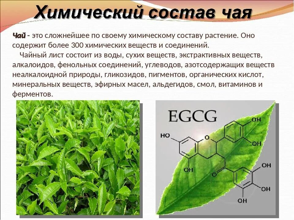 Химическая формула зеленого чая. Химический состав чая. Химические вещества в чае. Химическая формула чая.
