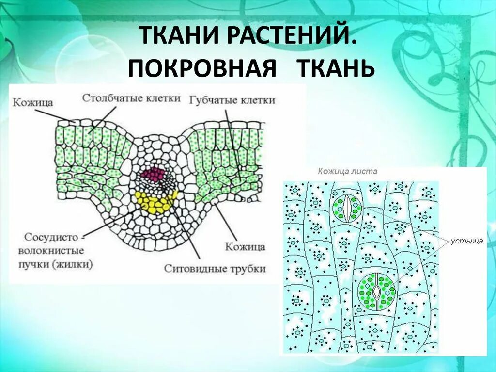 Мякоть листа название. Строение покровной ткани растений. Строение кожицы покровной ткани. Строение растения ткани в биологии. Покровная ткань строение клетки.