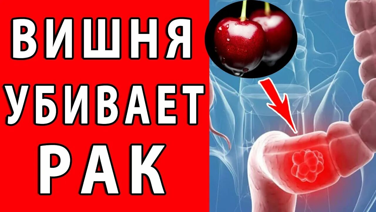 В гамете вишни содержится 8. Чем вредны вишни. вишня польза. что будет если есть много вишни. польза вишни для организма человека.