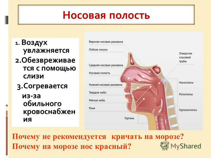 Нос дыхательная система анатомия. Полость носа анатомия дыхательная система. Функции носовой полости в дыхательной системе. Строение верхних дыхательных путей.