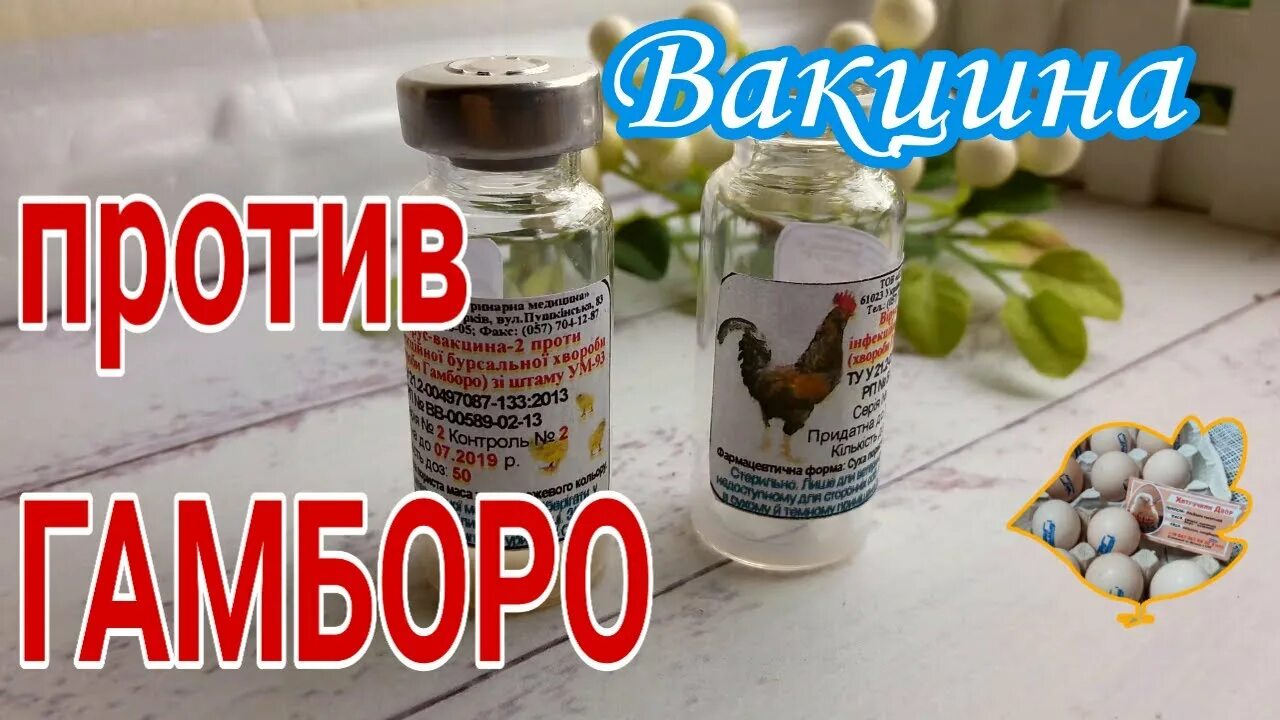 Вакцина гамборо. Вакцинация болезнь Гамборо. Вакцина Гамборо для цыплят. Вакцинация птицы болезнь Гамборо.