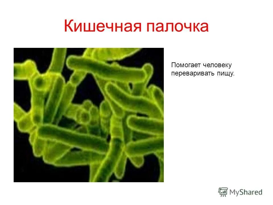 Кишечная палочка отзывы. Бактерия кишечная палочка. Бактерии помогают переваривать пищу. Кишечная палочка строение.