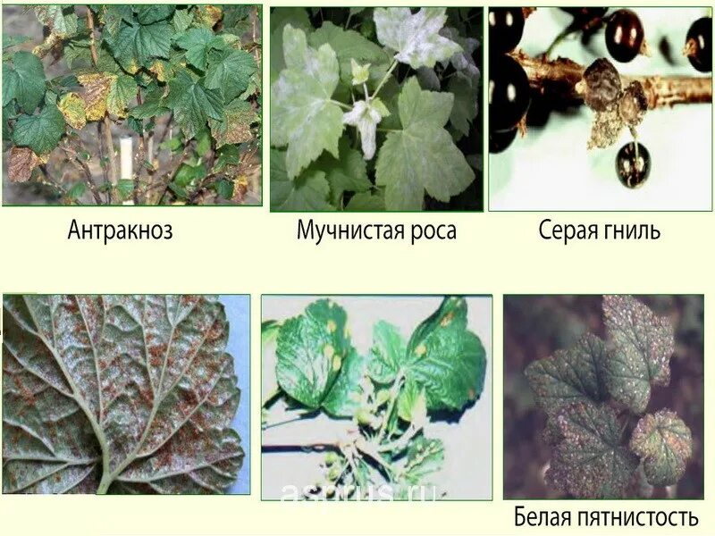 Мучнистая роса черной смородины. Антракноз листьев смородины. Бактериоз смородины. Антракноз смородины меры борьбы.