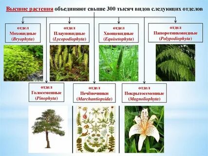 Высшие растения характерные особенности и примеры