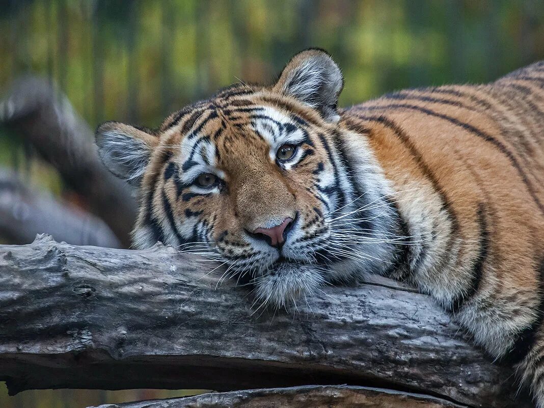 амурский тигр 2. амурский сибирский тигр. уссурийский (амурский) тигр уссурийский (амурский) тигр. амурский (уссурийский) тигр. амурский ,дальневосточный и уссурийский тигр.