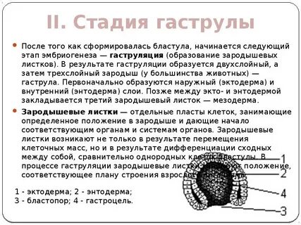 Стадия однослойного зародыша называется