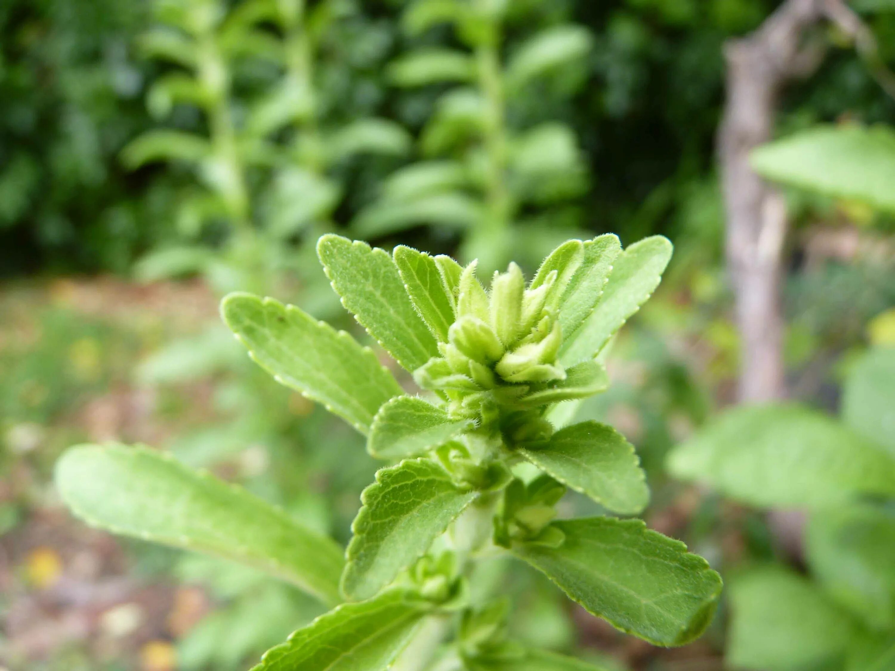 Stevia rebaudiana. Стевия медовая. Стевия растение фото. Дикая стевия в лесу.